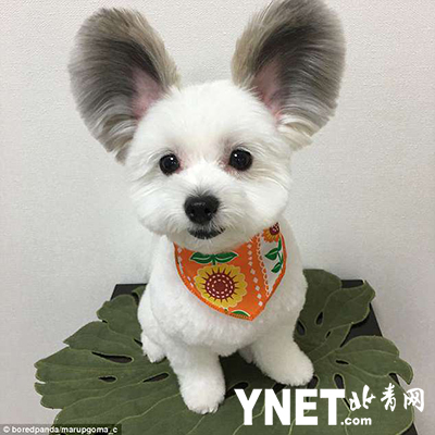 小狗长着巨型圆耳朵酷似米奇 无数网友为它着迷